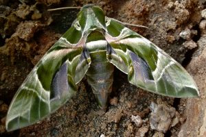 moth sphinx pandorus identification mothidentification