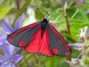 Cinnabar visual data 4