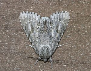 American Dagger Moth: Identification, Life Cycle, Facts & Pictures