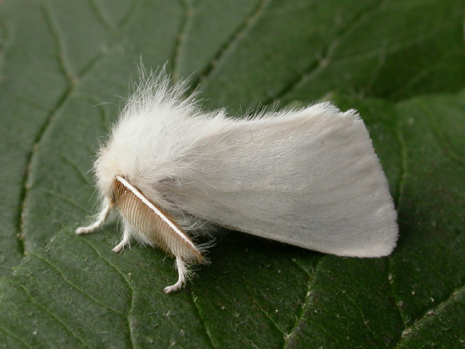 Browntail Moth Identification, Life Cycle, Facts & Pictures