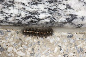 Creatonotos Gangis Moth: Identification, Life Cycle, Facts & Pictures