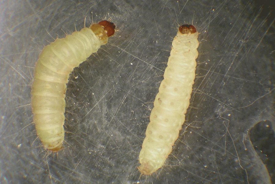 Pantry Moth Life Cycle - The Life Cycle of A Pantry Moth