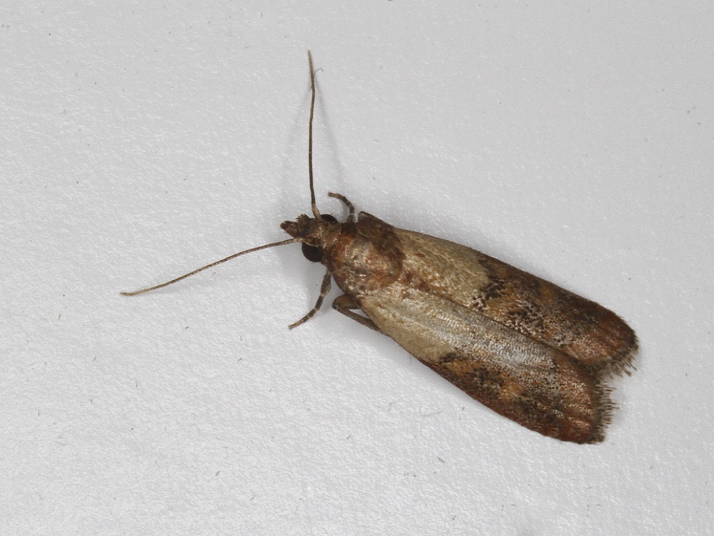 https://www.mothidentification.com/wp-content/uploads/2020/09/Picture-of-Indian-Meal-Moth.jpg