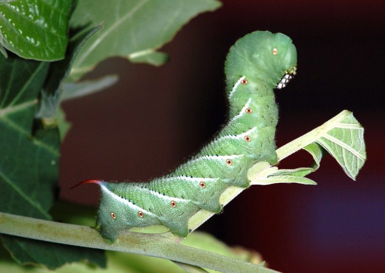 Tomato Hornworm (Fivespotted Hawkmoth) Identification