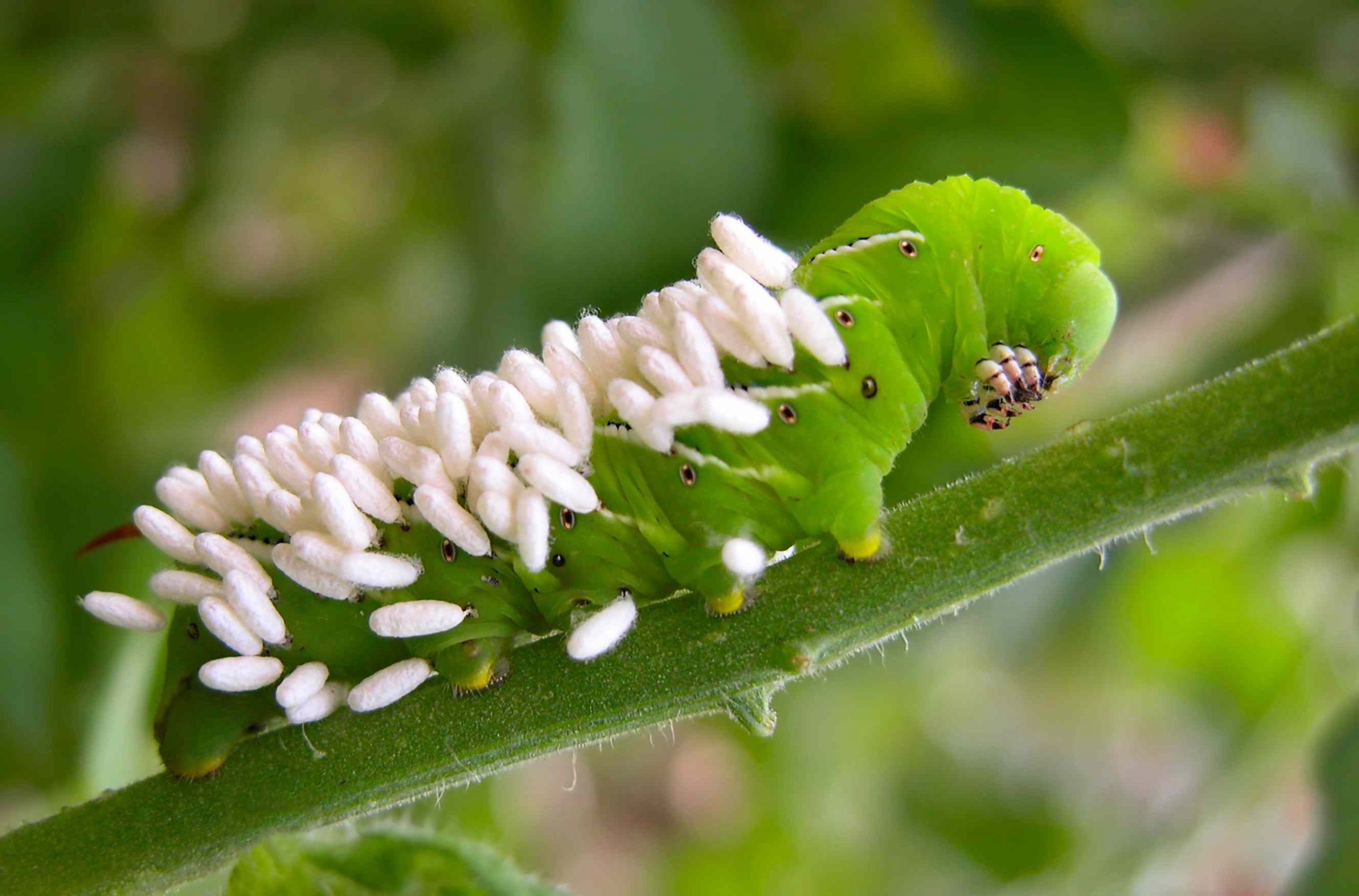 Five-spotted Hawk Moth