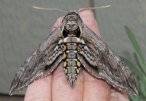 Tomato Hornworm Five Spotted Hawkmoth Identification Life Cycle | My ...