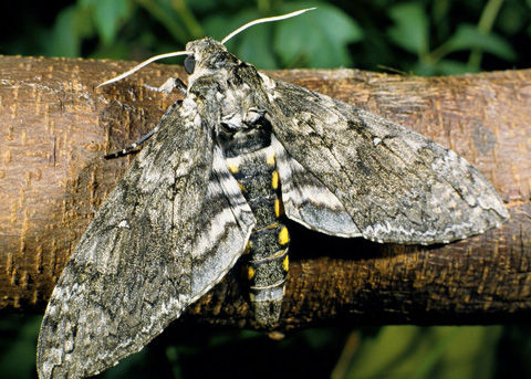 Five-spotted Hawk Moth