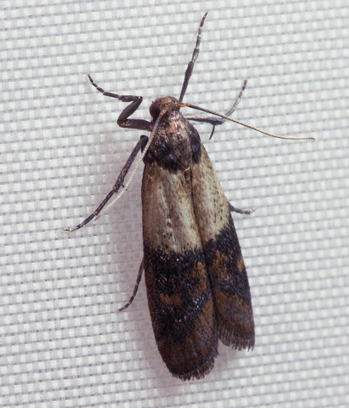 Pantry Moth (Indian Meal Moth): Identification, Life Cycle, Facts & Pictures