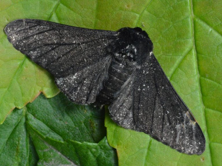 Peppered Moth Identification, Life Cycle, Facts & Pictures