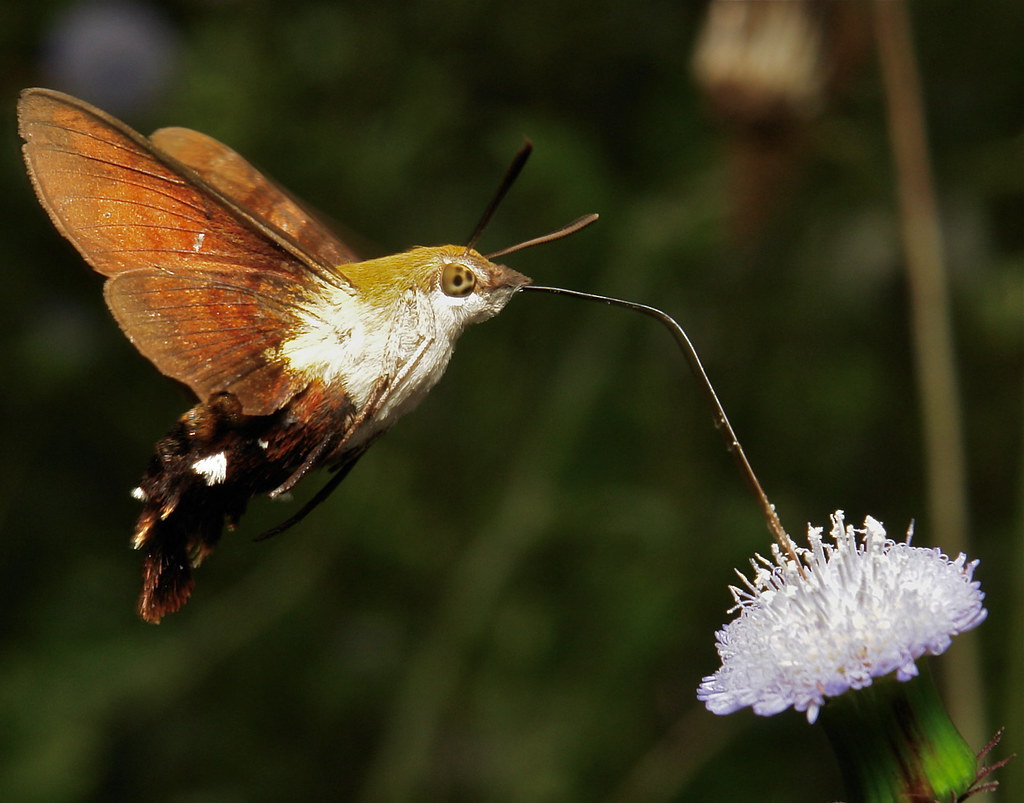 Hummingbird Moth Size