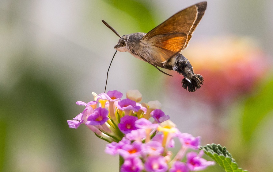 Hummingbird Hawk-moth: Identification, Life Cycle, Facts & Pictures