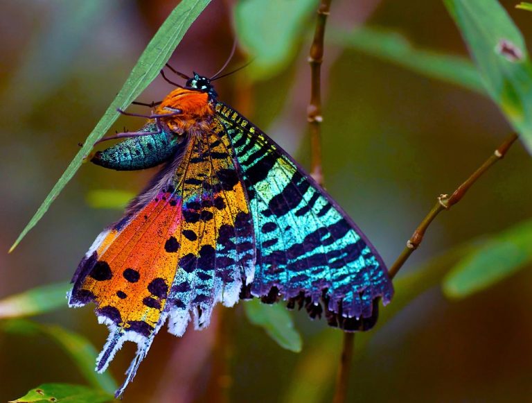 Madagascan Sunset Moth: Identification, Life Cycle, Facts & Pictures