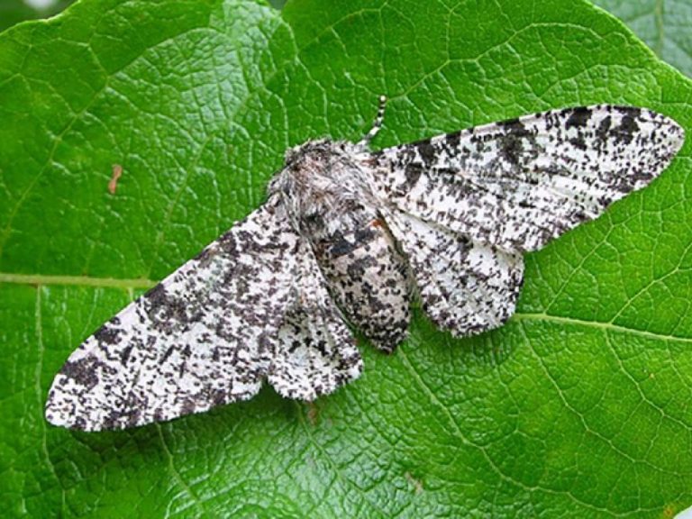 Peppered Moth Identification, Life Cycle, Facts & Pictures