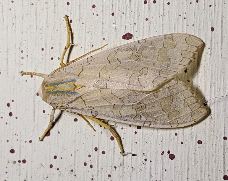 comet moth comet moth