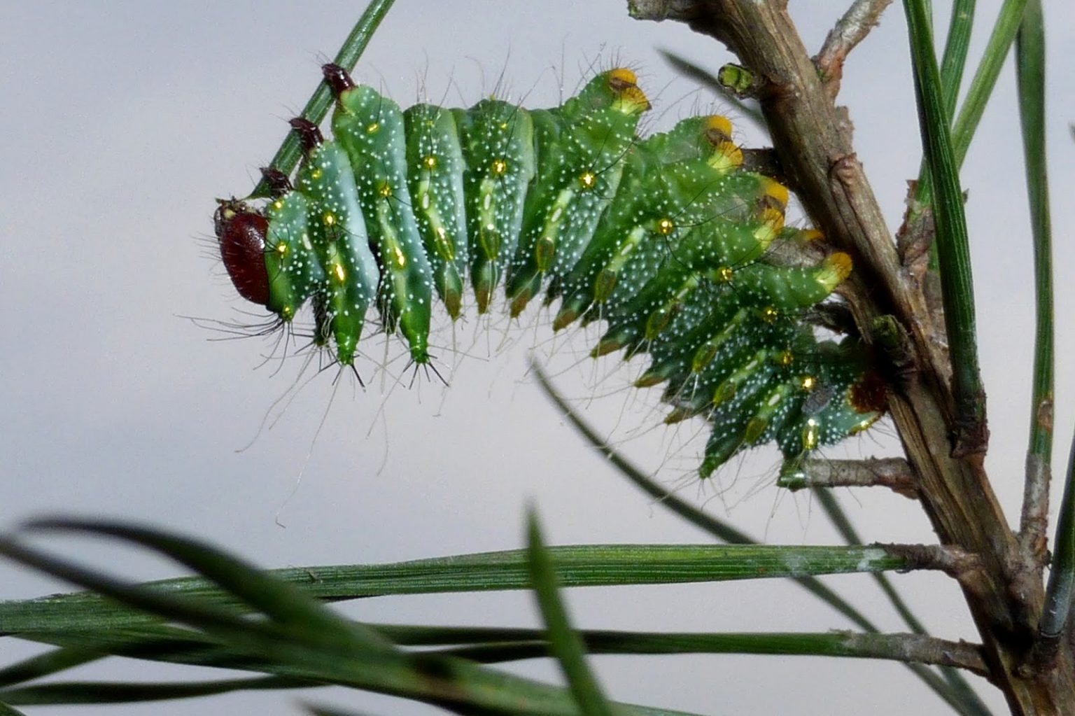 Chinese Luna Moth Identification Life Cycle Facts Pictures chinese-luna-moth-identification-life-cycle-facts-pictures