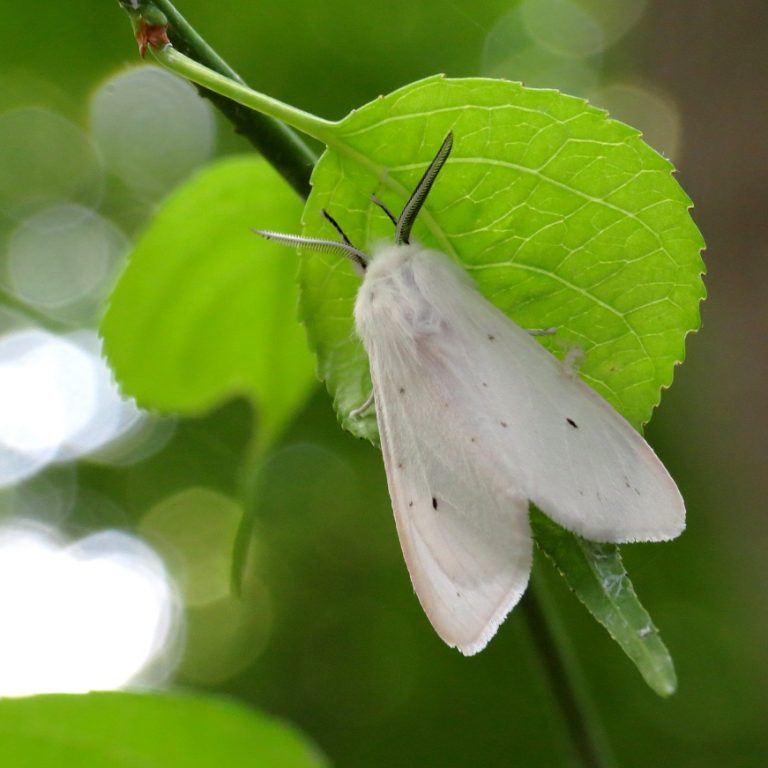 Fall Webworm: Identification, Life Cycle, Facts & Pictures