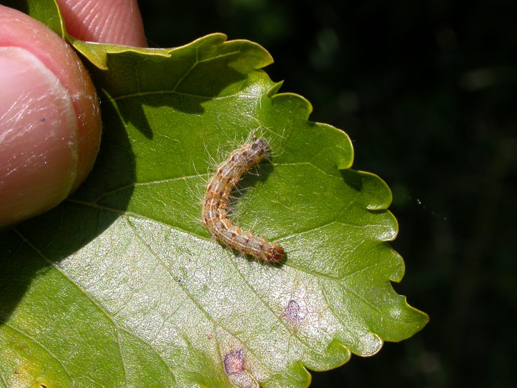 Fall Webworm Moth Caterpillar