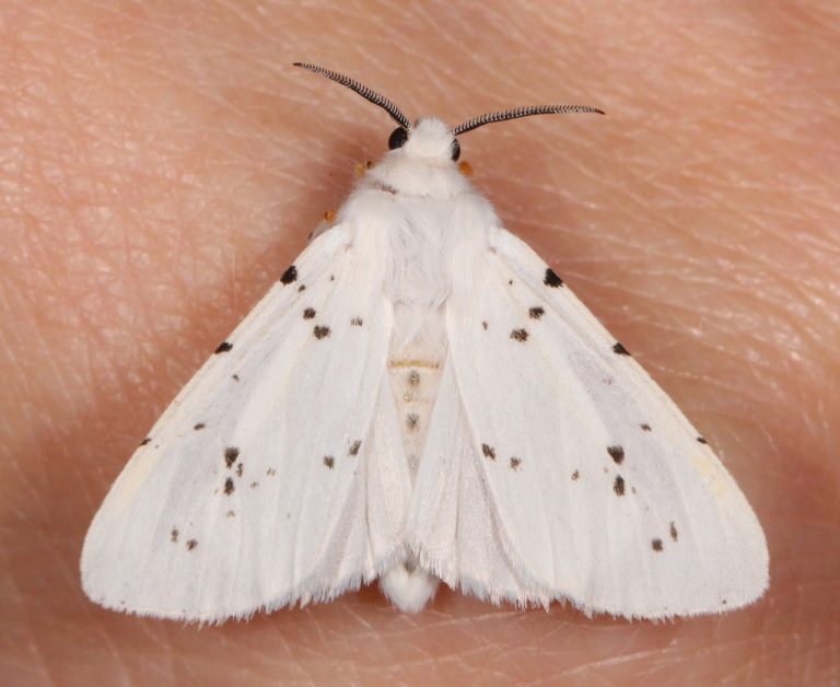 Fall Webworm Identification, Life Cycle, Facts & Pictures