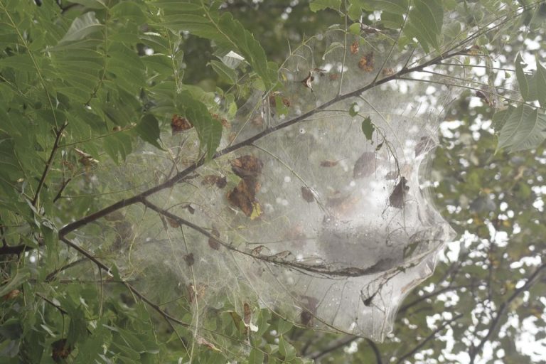 Fall Webworm Identification, Life Cycle, Facts & Pictures