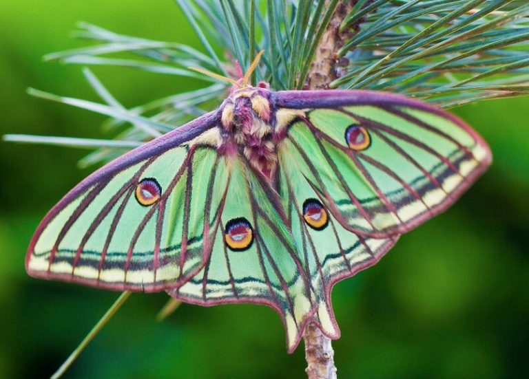 Spanish Moon Moth Identification, Life Cycle, Facts & Pictures
