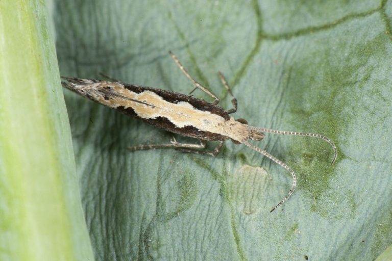 Diamondback Moth Identification, Life Cycle, Facts & Pictures