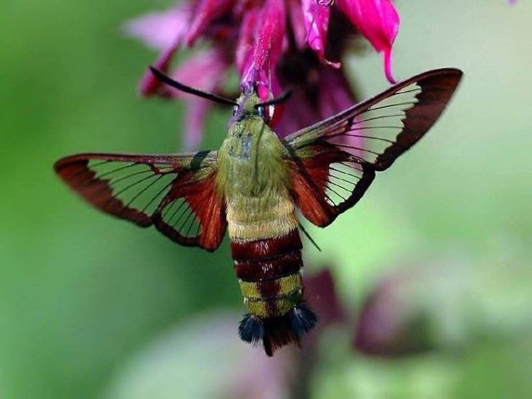 Hummingbird Clearwing Moth Identification, Life Cycle