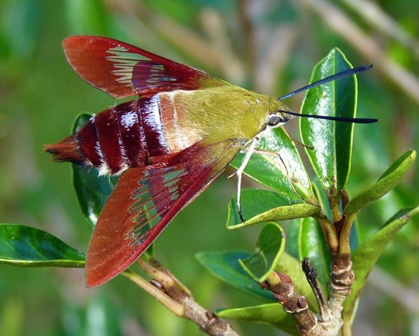 Hummingbird Hawk-Moth Facts