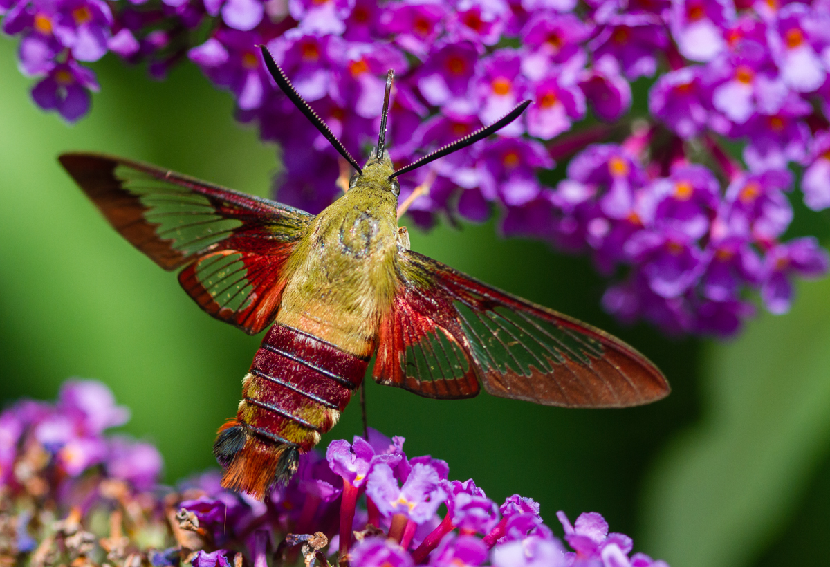 Hummingbird Moth Life Cycle