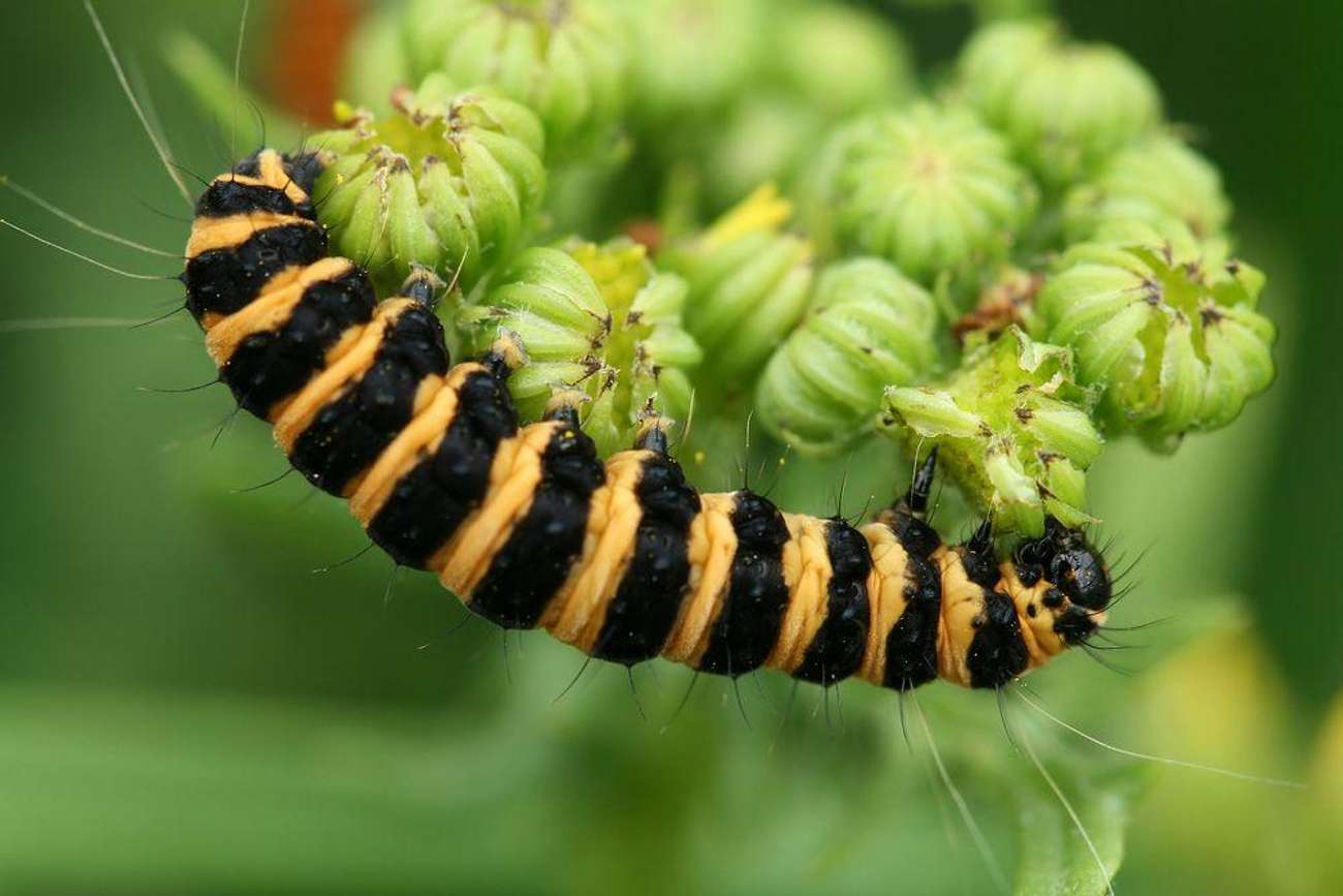 Cinnabar  Butterfly Conservation