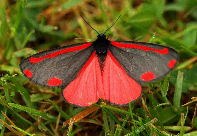 Cinnabar Moth Cinnabar Moth