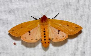 Isabella Tiger Moth