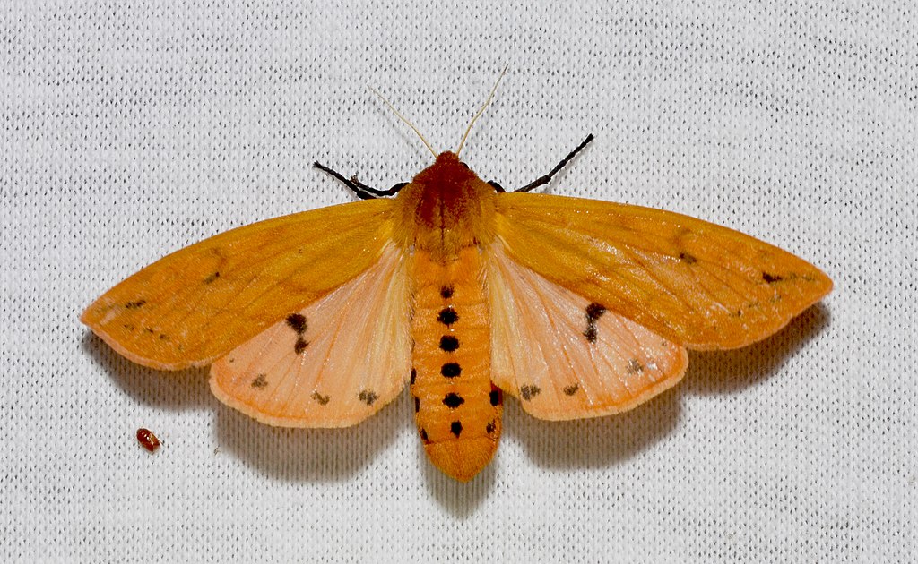 Isabella Tiger Moth
