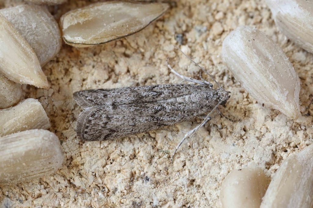 Mediterranean Flour Moth