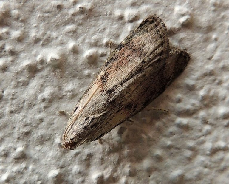 Mediterranean Flour Moth Identification, Life Cycle, Facts & Pictures