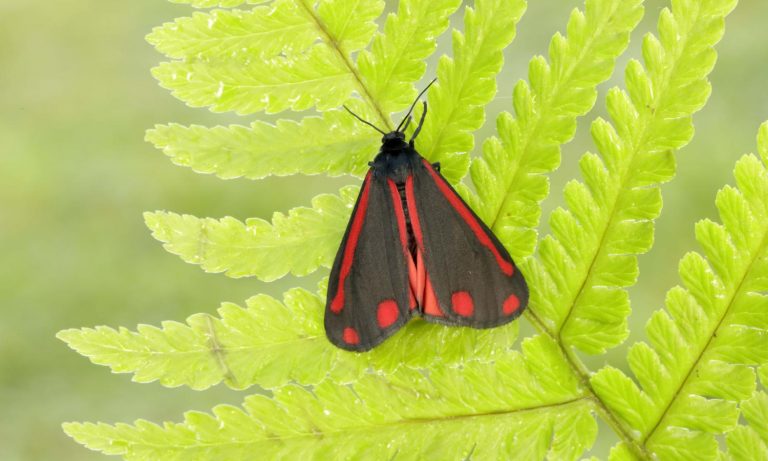 CINNABAR MOTH FACTS visual data 7