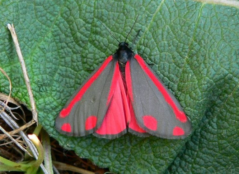CINNABAR MOTH RANGE visual data 7