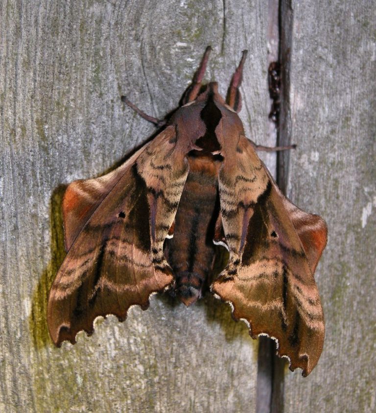 Blinded Sphinx Moth Identification, Life Cycle, Facts & Pictures
