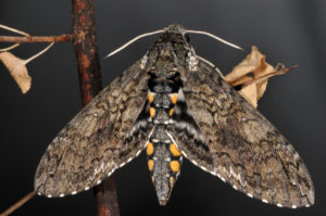 download tobacco hornworm moth download tobacco hornworm moth