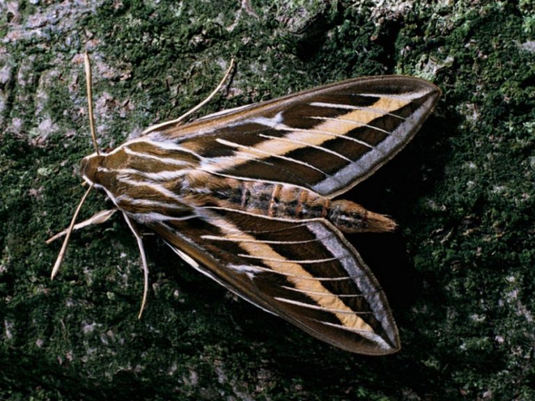 nocturnal hummingbird moth size nocturnal hummingbird moth size