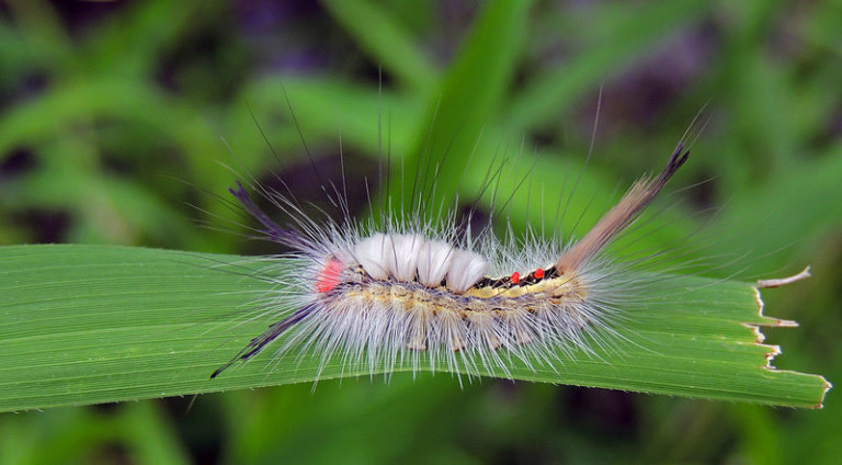 White-marked Tussock Moth: Identification, Life Cycle, Facts & Pictures