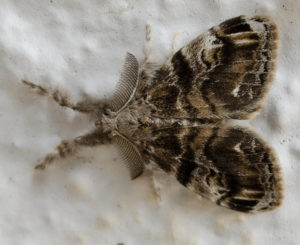 White-marked Tussock Moth: Identification, Life Cycle, Facts & Pictures