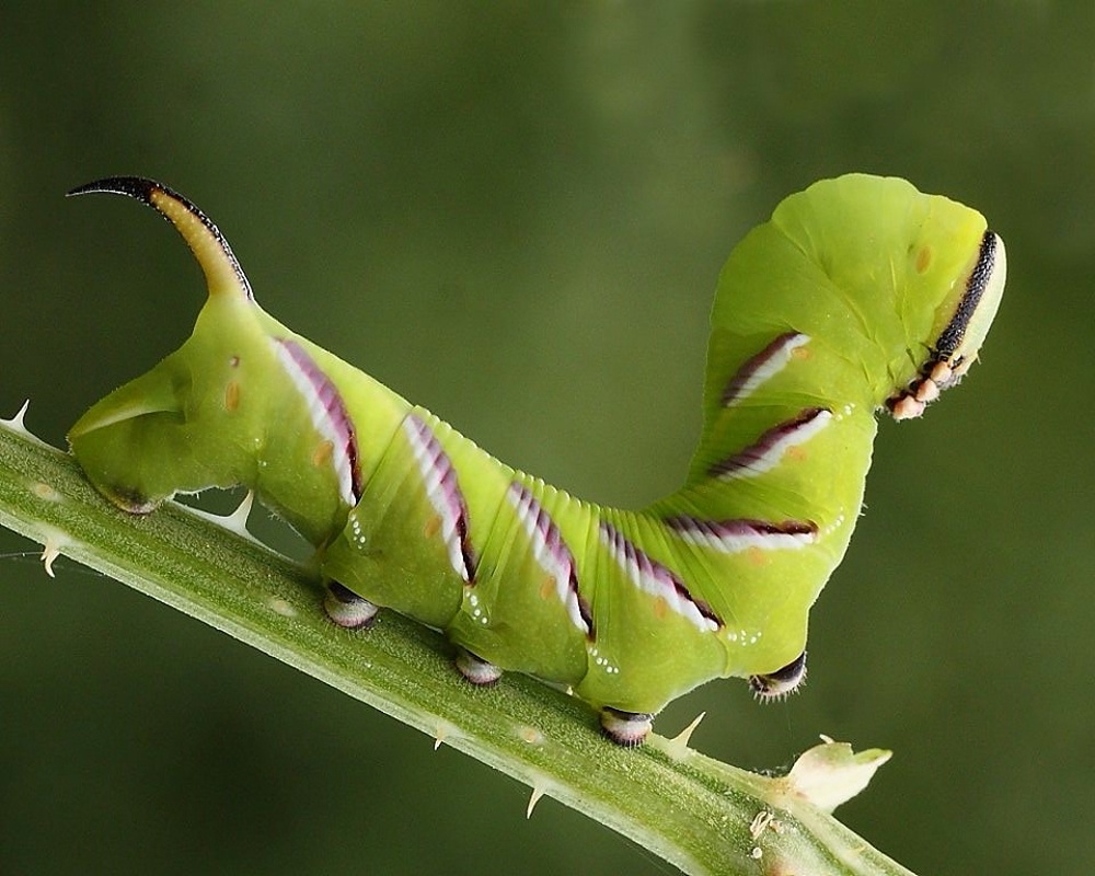 Privet Hawk-moth  Butterfly Conservation