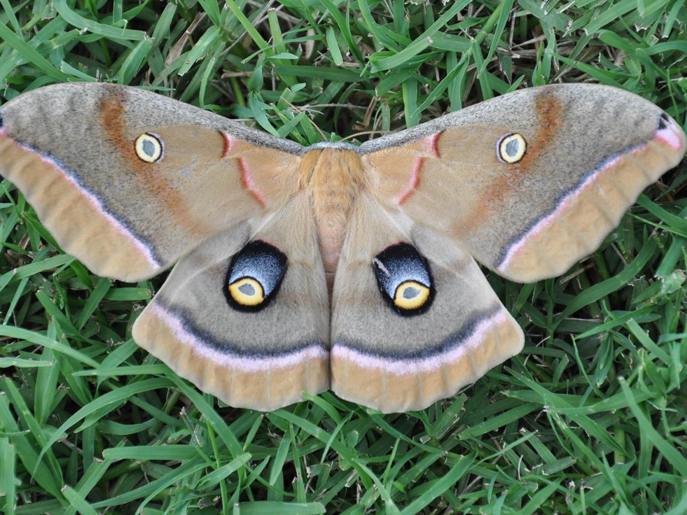 Polyphemus Moth Cocoon