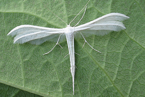 White Plume Moth – Identification, Life Cycle, Facts & Pictures