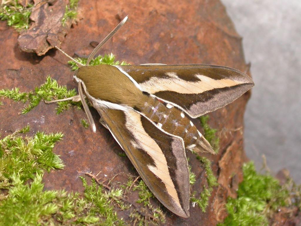 Bedstraw Hawk Moth Picture.