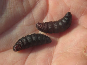 Evergreen Bagworm Moth Pupa