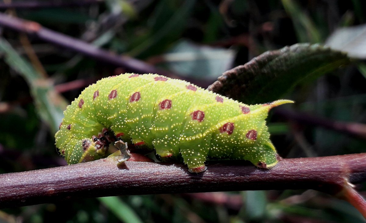 https://www.mothidentification.com/wp-content/uploads/2021/10/Poplar-Hawk-Moth-Larvae.jpg