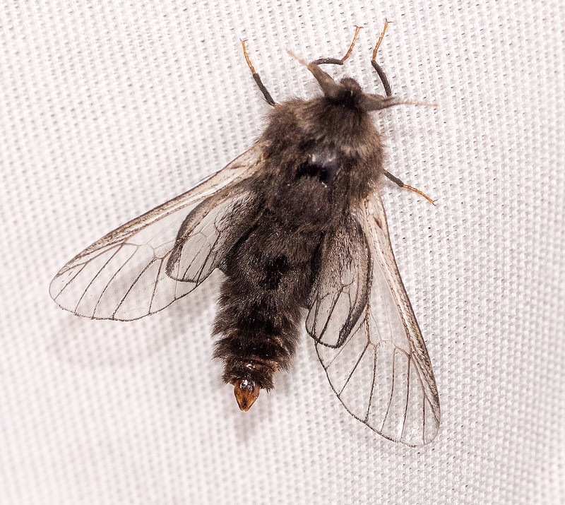 Evergreen Bagworm Moth Identification, Life Cycle, Facts & Pictures