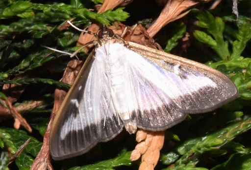 Box Tree Moth– Identification, Life Cycle, Facts & Pictures