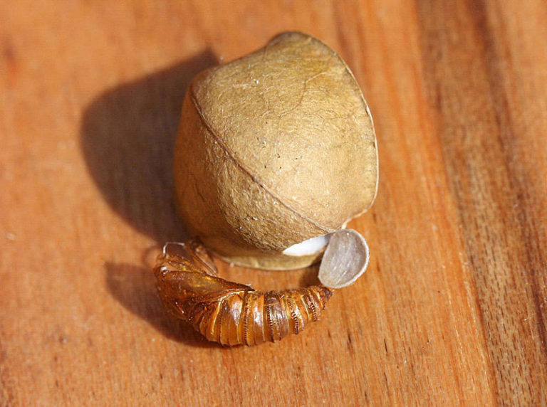 Mexican Jumping Bean Moth Identification, Life Cycle, Facts & Pictures